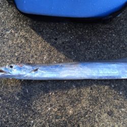 なんとかゲットしたけど。