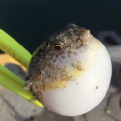 今日は文里港で！