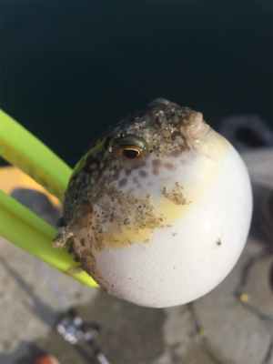 今日は文里港で！