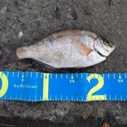 助松埠頭で紀州釣り