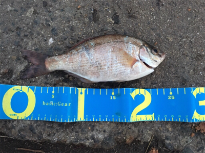 助松埠頭で紀州釣り