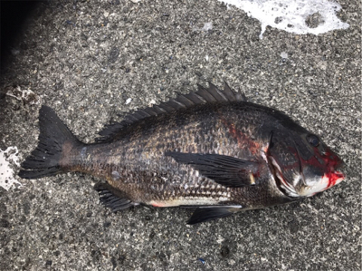 1/14武庫川一文字