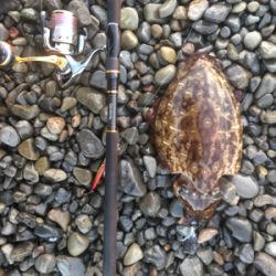 大里松原海岸 ショアジギングでモンゴウイカ1.2kg