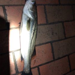 ボラの湧く中、シーバス連続ヒット！