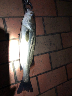 ボラの湧く中、シーバス連続ヒット！