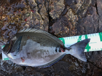 高知県 沖の島 フカセ釣り