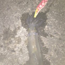 伊根〜舞鶴まで極寒ヤリイカランガンエギング