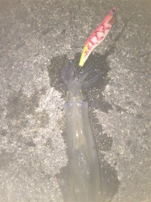 伊根〜舞鶴まで極寒ヤリイカランガンエギング