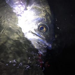 天降川にてシーバス