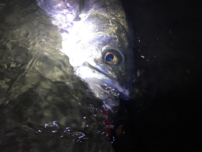 天降川にてシーバス