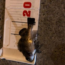 今年初メバリング