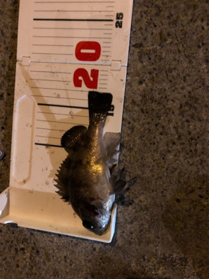 今年初メバリング