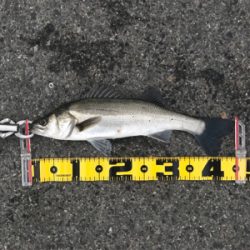 エビ撒きで、ハネ‼︎