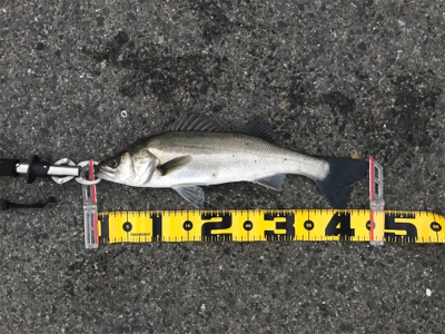 エビ撒きで、ハネ‼︎