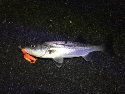 とりあえず釣れた！