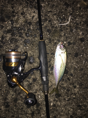 初アジングで人生最大○○