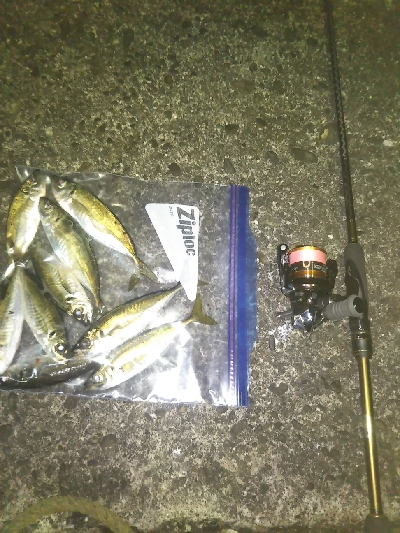 阿南市の椿泊でアジング