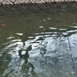 雨のなか鯉釣り