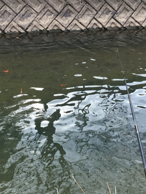 雨のなか鯉釣り