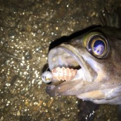 雨でもメバリング