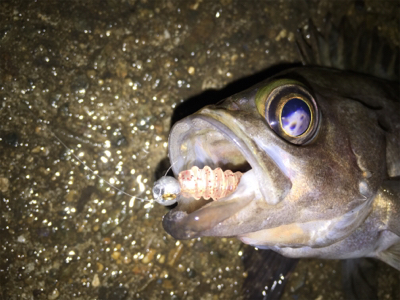 雨でもメバリング
