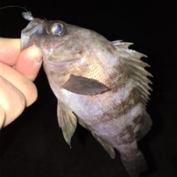 アフター渋めメバリング