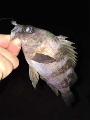 アフター渋めメバリング