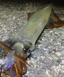 2018 釣り初め！