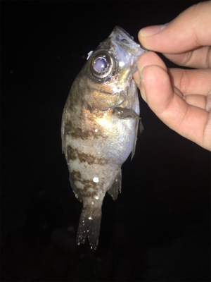 夜中に奈良から淡路へ