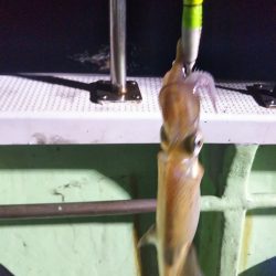 初釣りはイカメタル