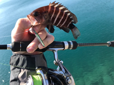 ハタング！(釣行 其の六)