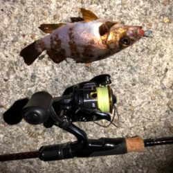 メバルとガシラ