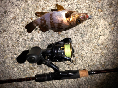 メバルとガシラ