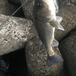 アフターシーバス？