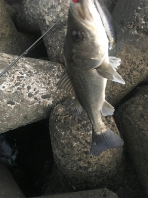 アフターシーバス？