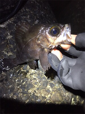 明け方の様子をチェック