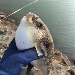 フグの活性が高い