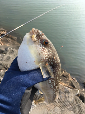 フグの活性が高い