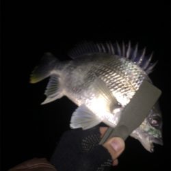 アジング厳しい〜