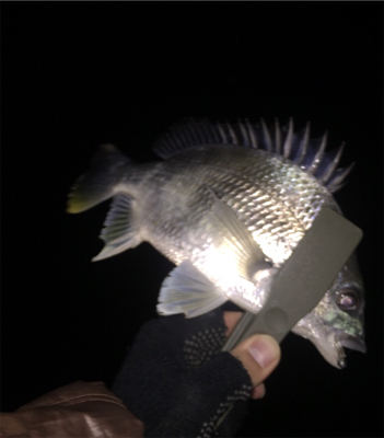 アジング厳しい〜