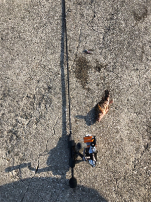 釣り日和だか…