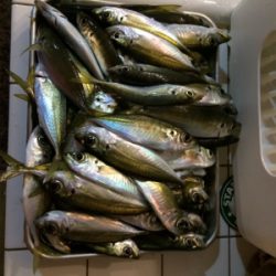 あおりじゃないけど念願の！