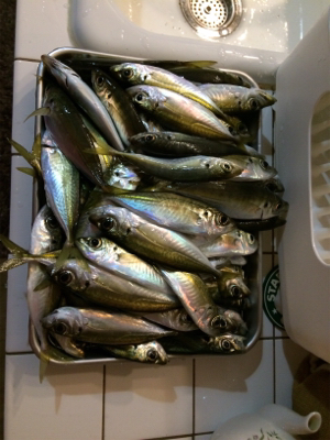 あおりじゃないけど念願の！