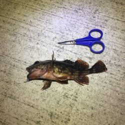 春のお告げはまだまだのようです