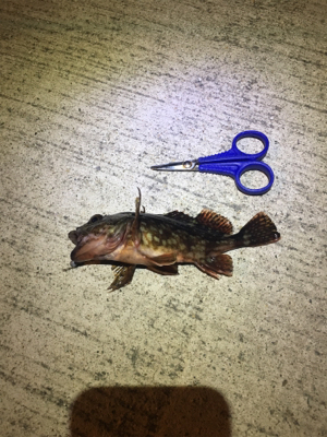 春のお告げはまだまだのようです