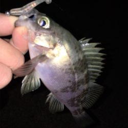 明石メバリング