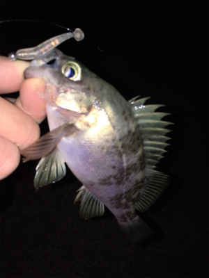 明石メバリング