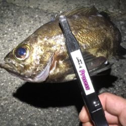 メバルイベントにて。