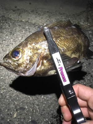 メバルイベントにて。