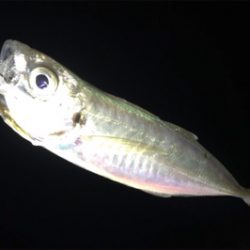 ガッツリのウェーディングのはずが…